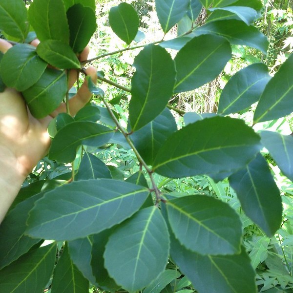 Ilex paraguariensis - yerba mate cu ochi de botanist