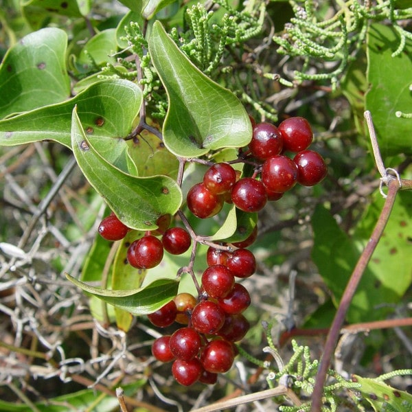 Sarsaparilla - o plantă miraculoasă